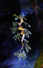 ❥ Leafy sea dragon