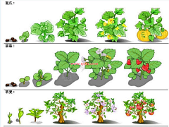 血精灵666采集到树-植物