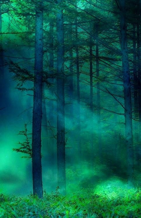  绿光森林