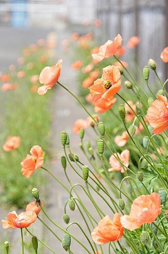 Poppies