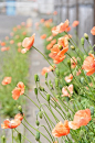 Poppies | garden & outdoor spaces | Pinterest