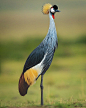 Photo by BEST BIRDS PLANET in Masai Mara National Reserve with @best_wild_planet, and @anupam.thombre. Image may contain: sky, bird, grass, outdoor and nature