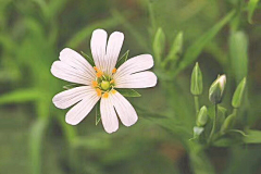 清新=淡雅采集到花朵