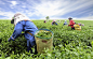 Green Tea Harvest