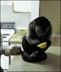 猴哥第一次吃柠檬，这酸爽。