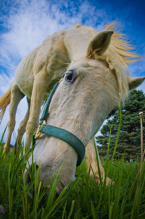 Odie our Arabian Mar...