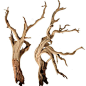 Nettleton Hollow offers many types and styles of decorative branches, dried flowers, dried grasses and other lasting botanicals