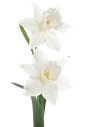 水仙 花朵 白底