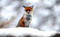 General 1920x1200 nature animals fox snow