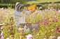 蜜蜂/蜜蜂园/养殖场