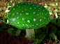  #蘑菇#Amanita viridis 鹅膏菌藻，一种珍稀的食用菌
