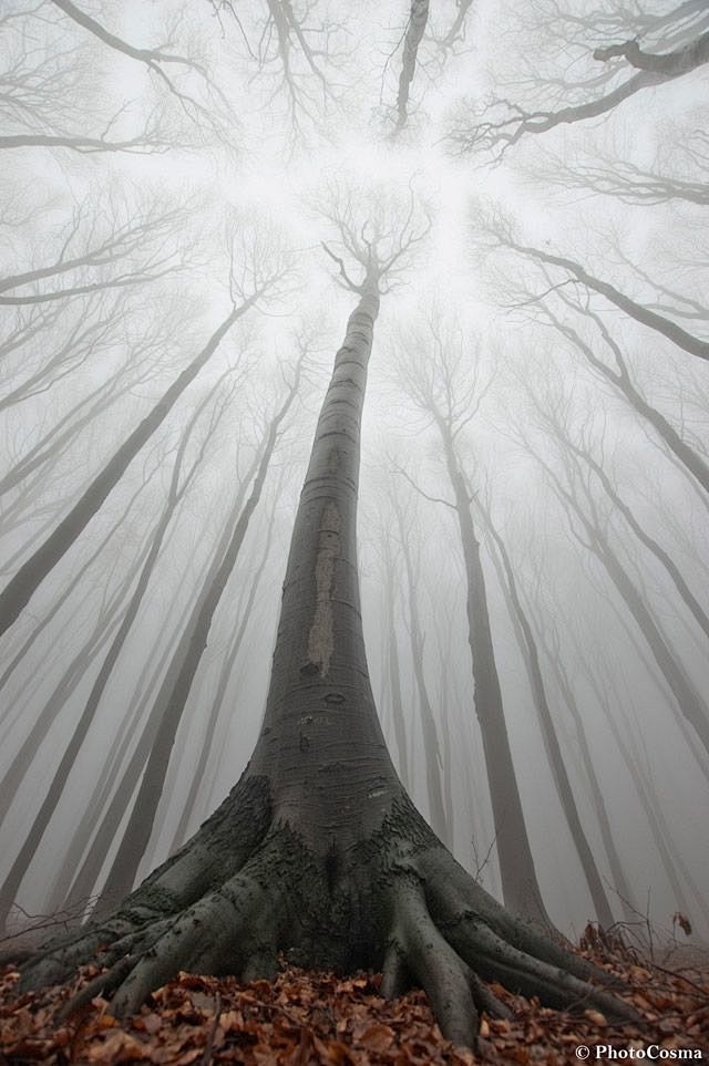 The Surreal Forests ...
