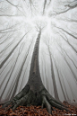 The Surreal Forests of Romania- WOAH!!! The more I see of Romania the more I like!