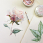 Flowers sketchbook by Katerina Pytina on Behance. Watercolor rose: