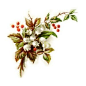 Antique Clipart: Lily of the Valley with Holly.