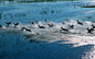 An aerial view of red lechwe antelope running on floodplains in Okavango Delta, Botswana