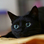 黑猫真的是太酷了！全身上下大概只有眼睛的颜色不一样了！ ​​​​
