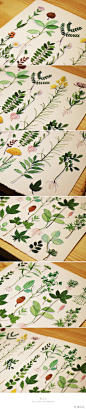 之前画的一些植物，再分享一下常用的画具~♡-李淡淡_插画,水彩,原创_涂鸦王国插画