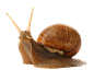 蜗牛 png