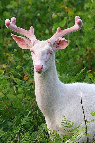 Albino deer
