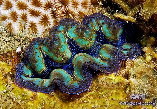 番红砗磲 Tridacna crocea...