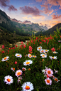 Photograph Daisy Sunset by Danny Seidman on 500px