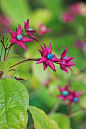 Clerodendrum trichotomum 海州常山