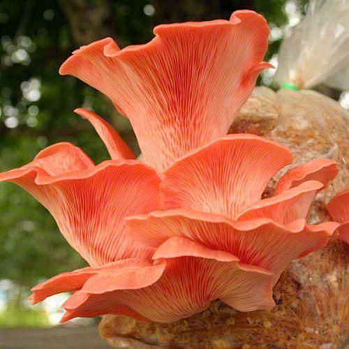 Pleurotus djamor #色彩...