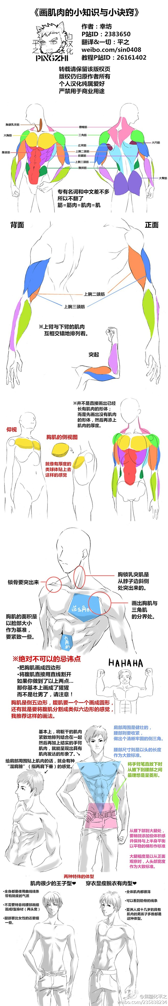 画肌肉的小知识与小诀窍