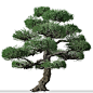 Set of Japanese white pine Tree ( Pinus parviflora )