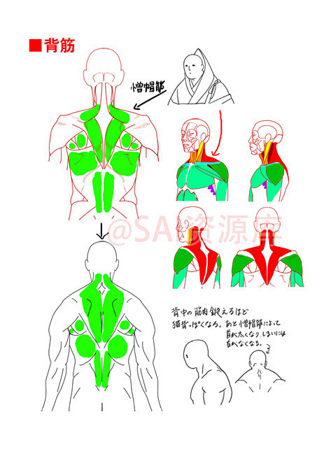 #SAI资源库# 动漫男性肌肉的绘制方法...