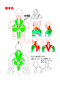 #SAI资源库# 动漫男性肌肉的绘制方法借鉴！了解不同身材的体型和肌肉结构，画出你想画的汉纸来~自己借鉴，转需~（画师：xylo id=42154958 ）
