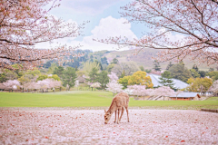 ymeldf0906采集到清新风景