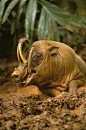 鹿豚(Babirusa)。鹿豚是一种奇特的偶蹄目动物野猪科的动物，只生活在的印度尼西亚苏拉威西岛上