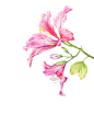 洋紫荆
别名：红花羊蹄甲、红花紫荆等
科属：豆科羊蹄甲属
原产地：中国，我国特有植物
花期：全年，3月——4月为盛花期
花语：兄弟和睦