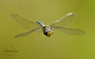 In-flight Hawker Dragonfly by Mike Turtle on 500px