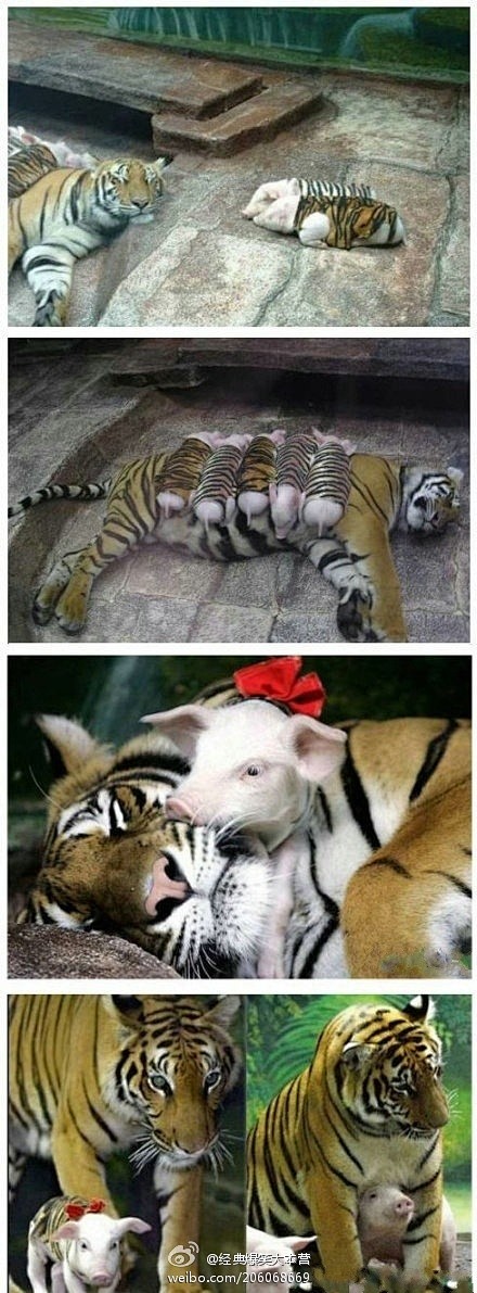 美国加州动物园一只老虎早产生下三胞胎全都...