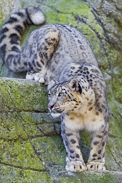 雪豹（Snow leopard）这种生物...