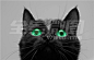 黑猫,仰望-天空创意（tiankong.com)-全景旗下正版图片素材库-更多图片，更低价格