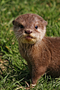 Baby Otter! | Cutest Paw