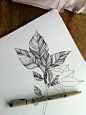 The pen brings back memories from graphic designing school. Wish I could draw like that though. Beautiful!!