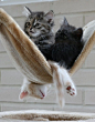 3 kittens in a hammock (the bottom one!)