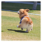 Skipping along through life, it works for him! #dogs #pets #Corgis facebook.com/sodoggonefunny