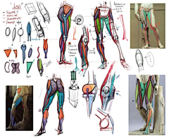 鹤先生采集到5人体下半身肌肉结构的讲解