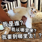 猫咪表情包