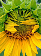 just blooming sunflower