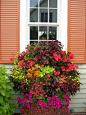 window box