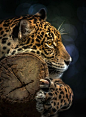 maya47000:

Jaguar by Anek S
