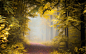 General 2500x1563 nature landscapes fall path forests mist morning trees leaves sunlight