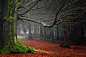 General 1280x854 moss leaves forests green trees mist morning nature landscapes